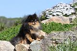 SPITZ ALLEMAND 130